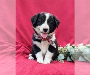 Border Collie Puppy for sale in KIRKWOOD, PA, USA