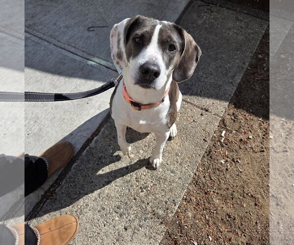 Medium Photo #6 Beagle-Unknown Mix Puppy For Sale in Westwood, NJ, USA