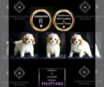 Small Photo #35 Cavapoo Puppy For Sale in WARSAW, IN, USA