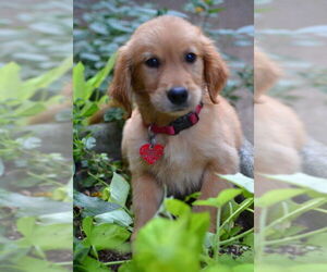 Golden Retriever Dogs for adoption in Enfield, CT, USA