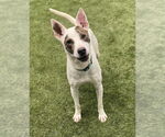 Small #1 Mutt