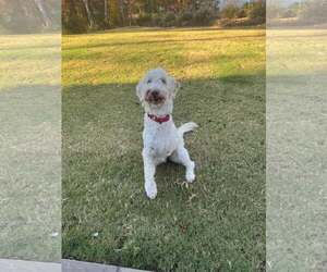 Mutt Dogs for adoption in Greenville, SC, USA