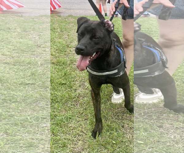 Medium Photo #13 Labrador Retriever-Unknown Mix Puppy For Sale in Munford, TN, USA