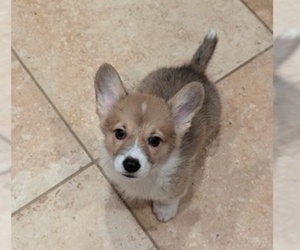 Pembroke Welsh Corgi Puppy for Sale in VANCOUVER, Washington USA