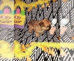 Small Photo #8 Poodle (Toy) Puppy For Sale in LAPEER, MI, USA