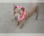 Small #1 American Pit Bull Terrier Mix
