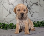 Small Photo #31 Cocker-Pei Puppy For Sale in GOSHEN, IN, USA