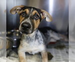 Small #1 Dachshund Mix