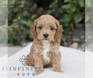 Cavapoo Puppy for sale in BIRD IN HAND, PA, USA