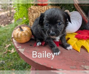 Chihuahua Puppy for sale in LEBANON, PA, USA