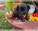 Image preview for Ad Listing. Nickname: Bailey ACA