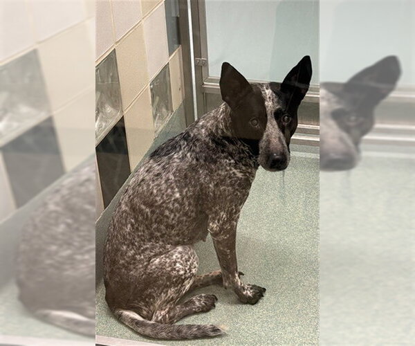 Medium Photo #1 Mutt Puppy For Sale in Plano, TX, USA
