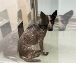 Small Mutt