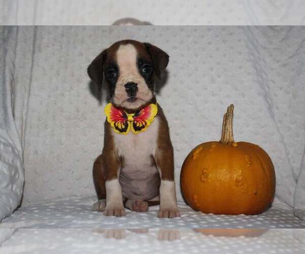 Medium Photo #3 Boxer Puppy For Sale in SHIPSHEWANA, IN, USA