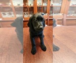 Small Photo #1 Labrador Retriever Puppy For Sale in GAITHERSBURG, MD, USA