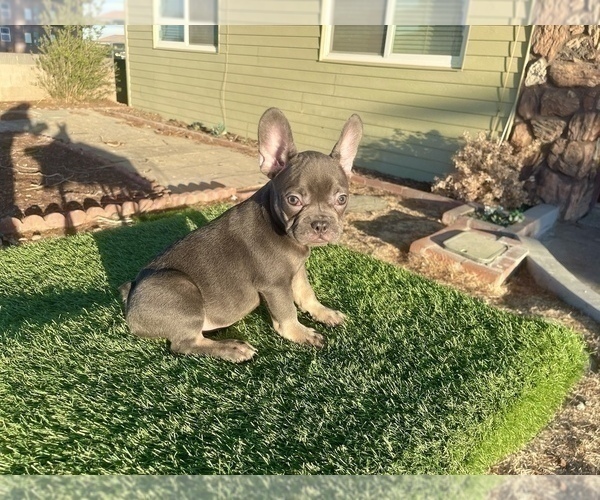 Medium Photo #7 French Bulldog Puppy For Sale in CORPUS CHRISTI, TX, USA