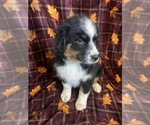 Small Photo #6 Australian Shepherd Puppy For Sale in COLORADO SPGS, CO, USA