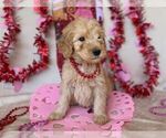 Puppy 5 Goldendoodle (Miniature)