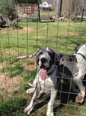 Great Dane Puppy for sale in MANSFIELD, GA, USA