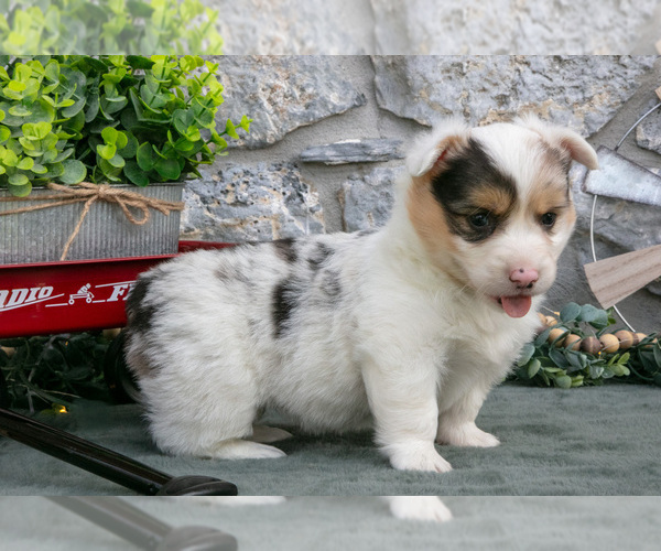 Medium Photo #9 Pembroke Welsh Corgi Puppy For Sale in LEOLA, PA, USA