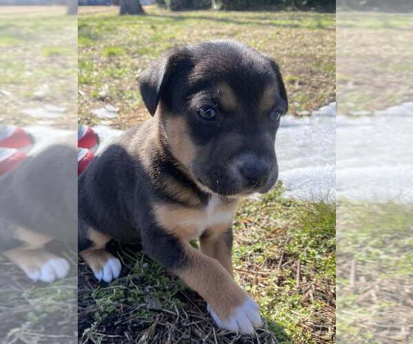 Medium Photo #1 Aussiedor Puppy For Sale in MOUNT OLIVE, NC, USA