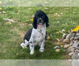 Mother of the Cocker Spaniel puppies born on 09/15/2025