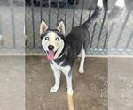 Small #1 Siberian Husky