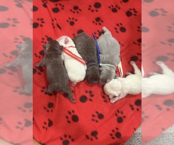 Medium Photo #1 French Bulldog Puppy For Sale in PORTSMOUTH, VA, USA