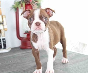 Boston Terrier Puppy for sale in RED LION, PA, USA