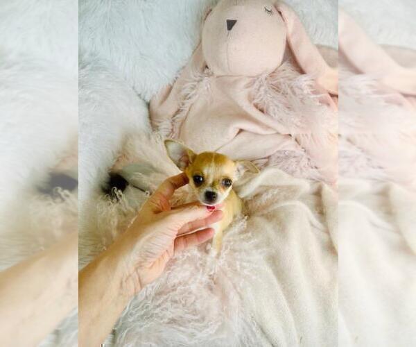 Medium Photo #22 Chihuahua Puppy For Sale in FORT LAUDERDALE, FL, USA