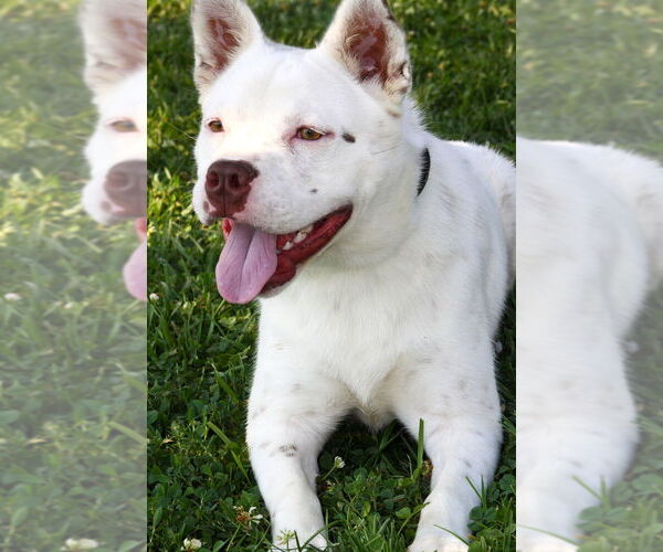 Medium Photo #2 Mutt Puppy For Sale in Evansville, IN, USA