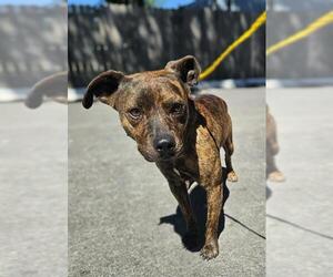 American Pit Bull Terrier-Unknown Mix Dogs for adoption in Temple, TX, USA