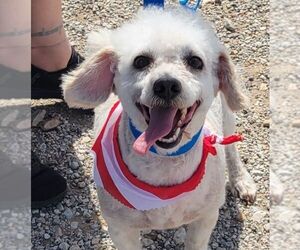 Mutt Dogs for adoption in Carrollton, TX, USA
