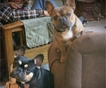 Small #6 French Bulldog