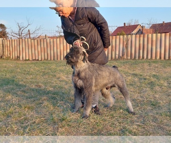 Medium Photo #4 Schnauzer (Giant) Puppy For Sale in Hatvan, Heves, Hungary