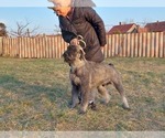 Small Photo #4 Schnauzer (Giant) Puppy For Sale in Hatvan, Heves, Hungary