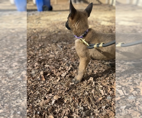 Medium Photo #40 German Malinois Puppy For Sale in FREDERICKSBURG, VA, USA