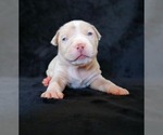 Small Photo #1 American Bully Puppy For Sale in PALMDALE, CA, USA