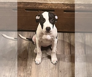 American Bully-American Pit Bull Terrier Mix Puppy for sale in LANSFORD, PA, USA