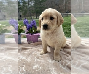 Golden Retriever Puppy for Sale in NEOLA, West Virginia USA