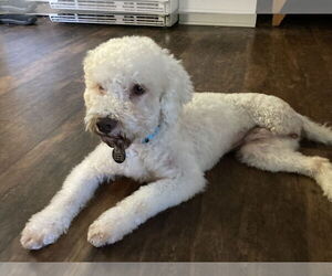 Bichon Frise-Unknown Mix Dogs for adoption in Rootstown, OH, USA