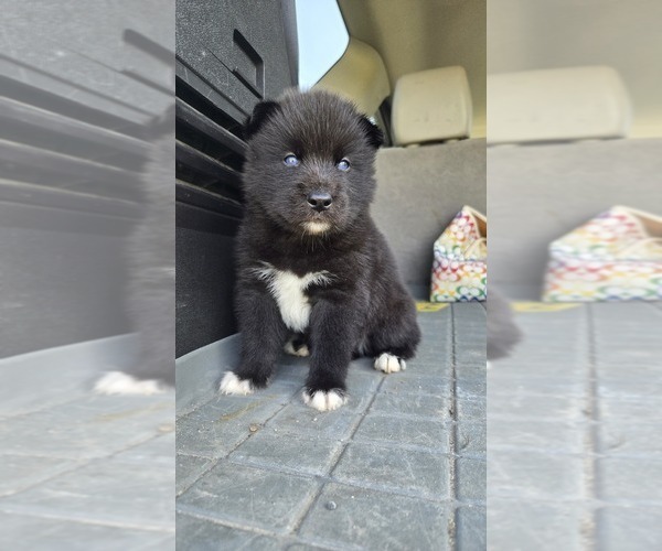 Medium Photo #8 Siberian Husky Puppy For Sale in FORT PLAIN, NY, USA