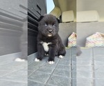 Small #7 Siberian Husky
