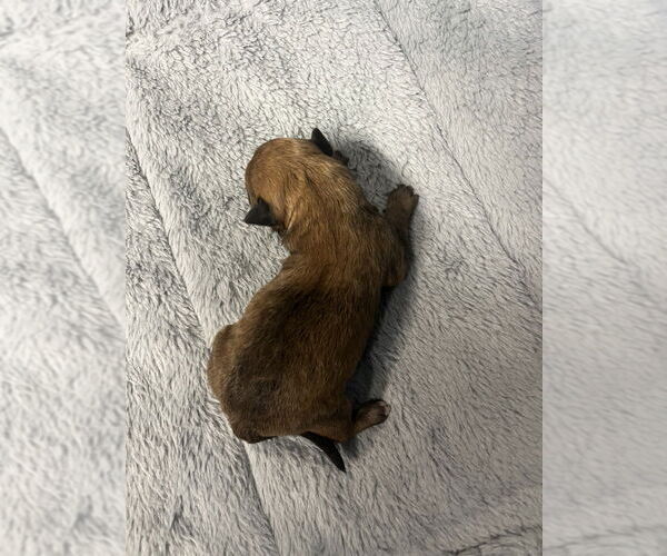 Medium Photo #6 Mutt Puppy For Sale in Imlay City, MI, USA