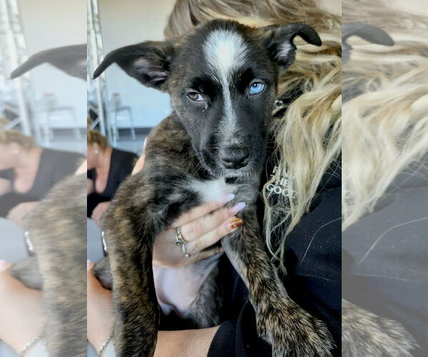 Medium Photo #5 Border Collie-Siberian Husky Mix Puppy For Sale in GILBERTS, IL, USA