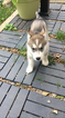 Small Photo #6 Siberian Husky Puppy For Sale in CHICAGO, IL, USA
