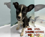 Small #7 Feist Terrier Mix