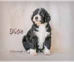 Small Photo #9 Bernedoodle Puppy For Sale in WEST SALEM, OH, USA