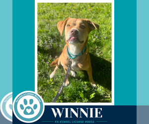 American Pit Bull Terrier-Beagle Mix Dogs for adoption in Kimberton, PA, USA