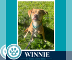 Small American Pit Bull Terrier-Beagle Mix